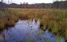 Photo of cattail marsh