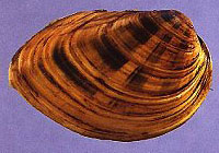 clubshell mussel
