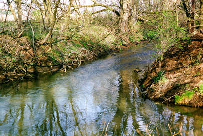 Photo of confluence of two creeks at SFD site