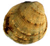 photo of fanshell mussel