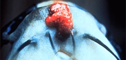 Photo of fish tumor