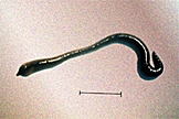 Photo of earthworm not exposed to contaminants