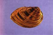 Photo of mussel