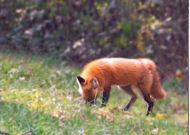 photograph of red fox