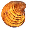 photo of ring pink mussel