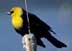 thumbnail of yellow headed blackbird