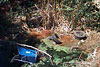 photo of shopping cart and rubber tire debris on Providence site