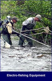 Photo of  electro-fishing apparatus in use. Click for larger image.