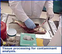 Photo of tissue processing for contaminant analysis.