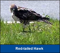 Photo of a Red-tailed Hawk.
