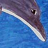 Thumbnail Image:  Protect each dolphin, fish & whale. Our ocean reef we cannot fail!!!
