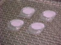 Photo showing Filter Equilibration in a Petri Slide. This links to a larger image.