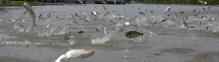 When agitated by boat motors, silver carp will jump out of the water. Depending on the size of the fish, this can pose a hazard to recreational boaters.
