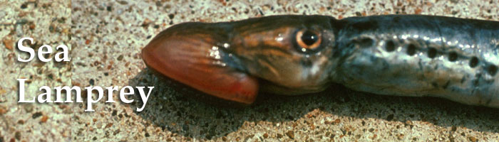 invasive species of the Great Lakes include Sea Lamprey and Phragmites