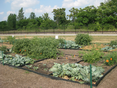 urban garden