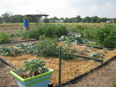 Indianpolis urban garden