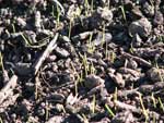 Close up of compost and emerging cover crop.
