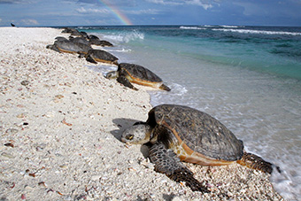 Las tortugas verdes que salen de agua del océano en la playa de arena con el arco iris en el fondo.