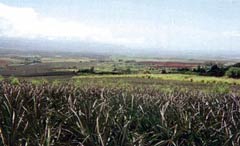 Photo of Del Monte plantation