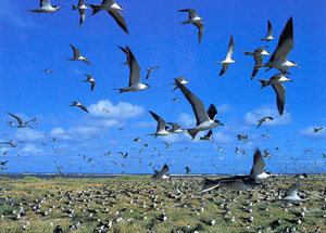 Hundreds of seabirds nesting on Johnson Atoll