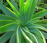 aloe vera plant