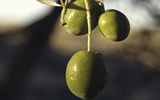 olive oil