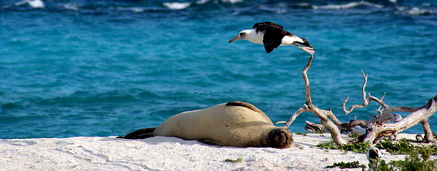 sleeping seal and bird flying by on Tern Island