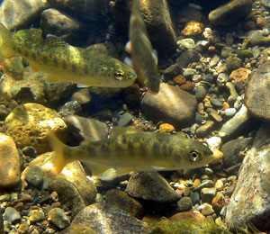Steelhead and Chinook in the Napa River, 2008