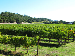 Napa Valley vineyard