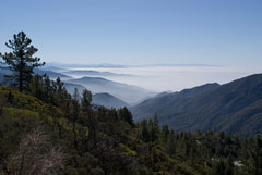 san bernadino national forest