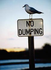 bird sitting on a no dumping sign