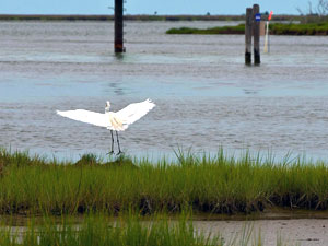 White heron taking off near a marsh