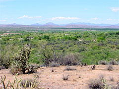 Photo of: Desert plant life