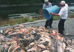 Klamath Fish Kill