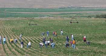 Photo of farmworkers in the field
