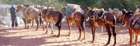 Havasupai Tribe