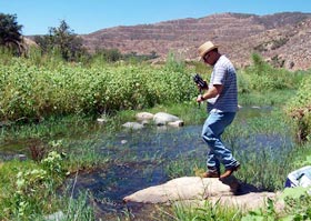 invasive species removal