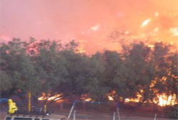 Photo of: Paradise Fire Restoration Project San Pasqual Band of Mission Indians