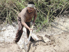 Reggie Antone, Quechan Indian Tribe Environmental Department employee and tribal member, planting bundles of sandbar (coyote) willow poles for bank stabilization along the Colorado River