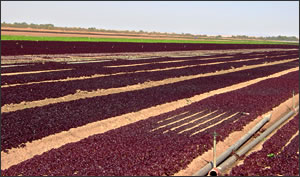 Photo of: Red lettuce, Cocopah reservation