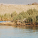 Aquatic birds at the Salton Sea