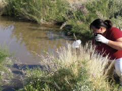Carmen Armitage, Water Quality Specialist at Timbisha Shoshone Tribe, conducting water quality monitoring at one of the tribe’s monitoring sites