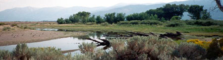 Photo of Carson River watershed restoration area