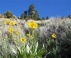 yellow flowers on a grassy hillside