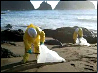 SF Bay oil spill clean up volunteer