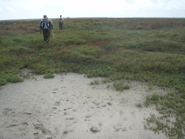Survey field personnel hike through freshwater marsh vegetation to get to the study site