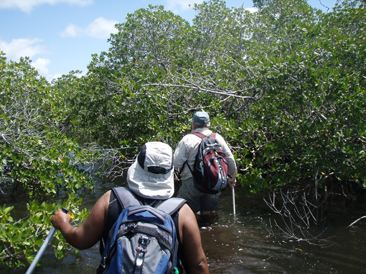 Survey field personnel wade through hip-deep water through mangrove trees to get to the study site