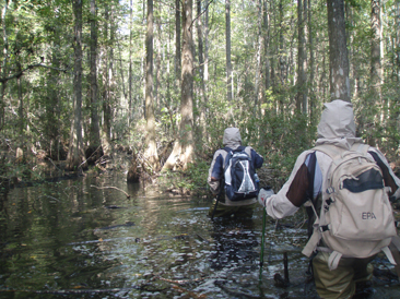 Survey field personnel wade through hip-deep water through a cypress swamp to get to the study site