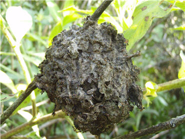 Close-up of ant nest on branch