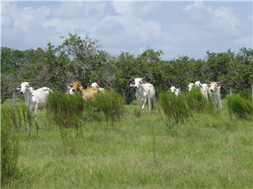 cattle, near wetland survey site
